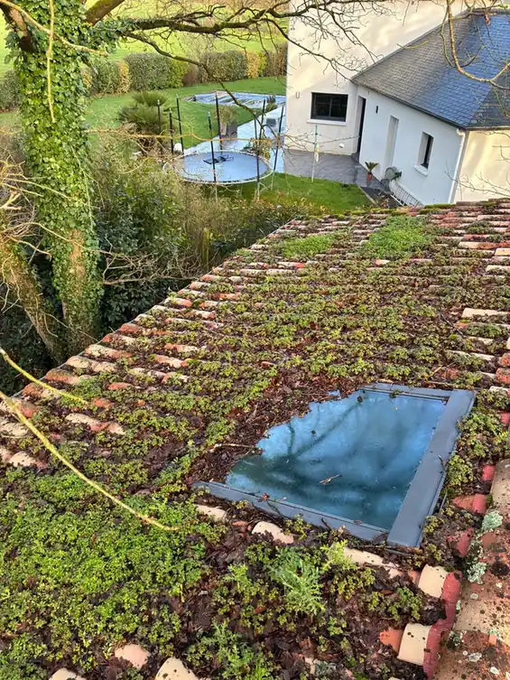 Versant entièrement colonisé par la mousse autour d'une fenêtre de toit
